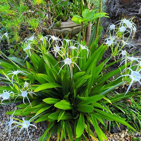 Casa Flora Garden Studio Саусаль Экстерьер фото